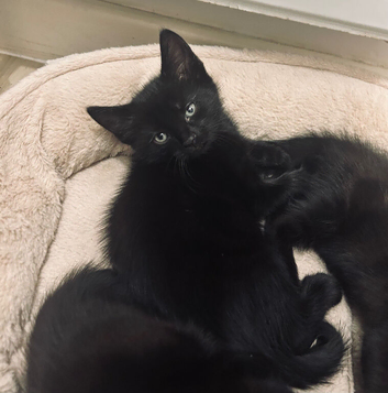 Russian black kittens