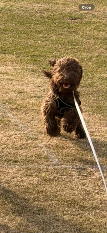Lovely Minature Poodle Boy
