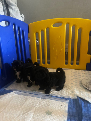 Shih tzu puppies. 8 weeks old