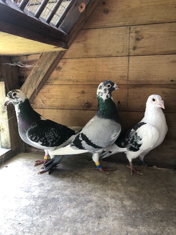 3 Jan Arden cocks