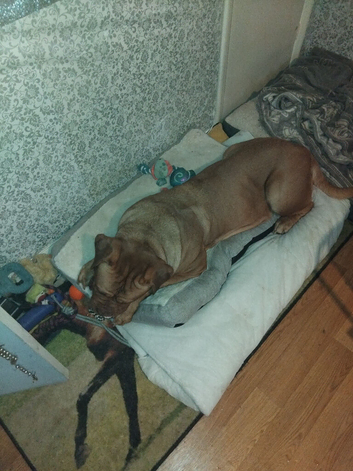 Lola
