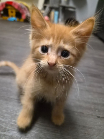 2x kittens