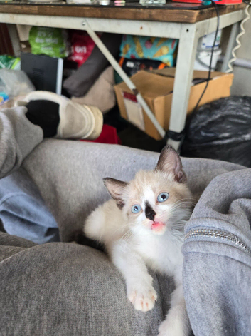 Gorgeous seal point kitten