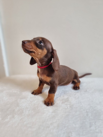 Beautiful Miniature Dachshund Puppies &ndash; Isabella & Chocolate & Tan