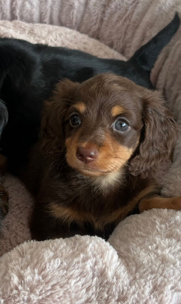 Mini Long hair Dachshund puppies