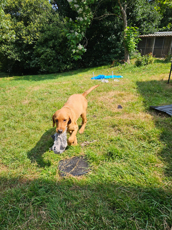Working red and yellow lab pups
