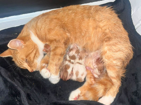 5 kittens looking for loving homes
