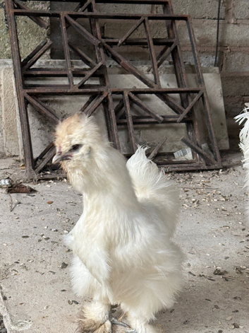 Lovely Young Hen & Rooster - &pound;70 - Wigan - Collection Only