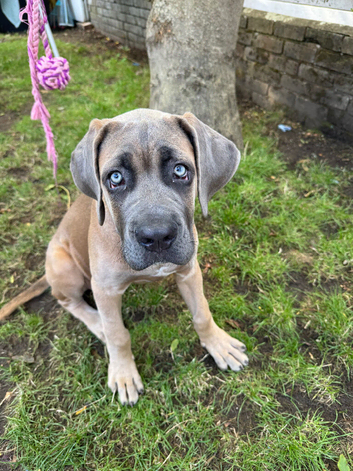 Cane corso