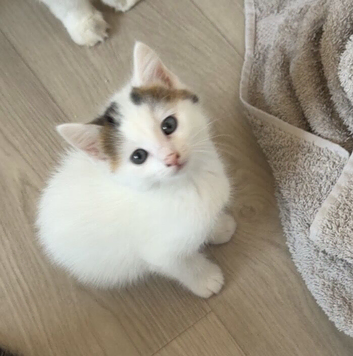 Last little boy looking for his forever home