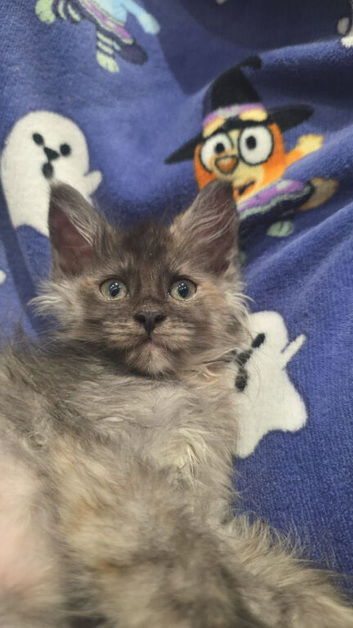 3 x Maine Coon Kittens ONLY FEMALES LEFT