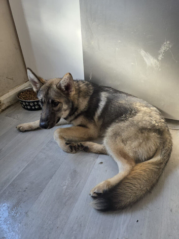 7 months old shepsky male pup for sale