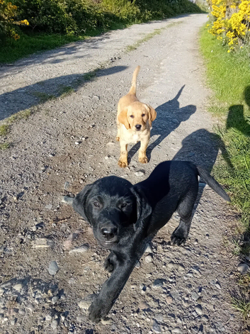 Beautiful Labrador puppies
