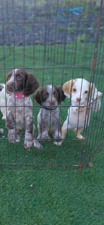 Cocker spaniel puppies for sale