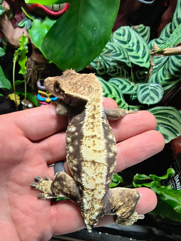 Crested gecko