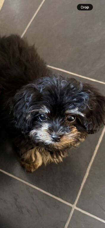 Oreo