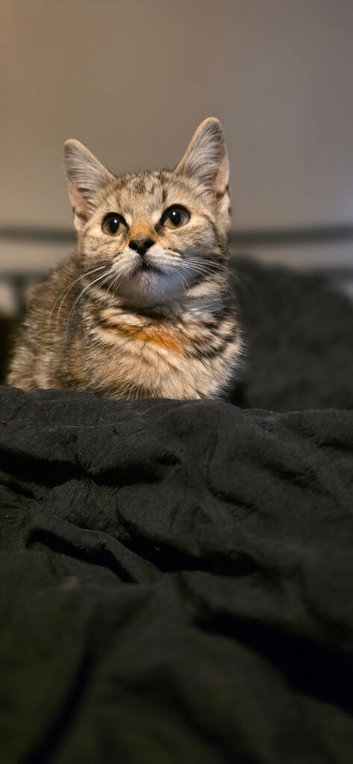 Kittens