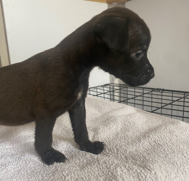 Lakeland x Patterdale.