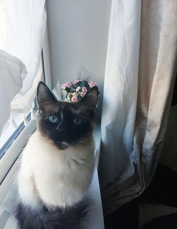 Ragdoll and ragamuffin girls