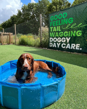 Where every tail wags with joy!