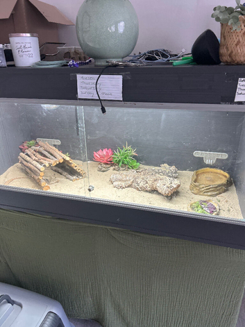 Bearded dragon
