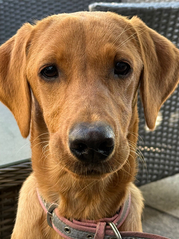 STUNNING FOX RED KC LABRADOR BITCH PUPPY