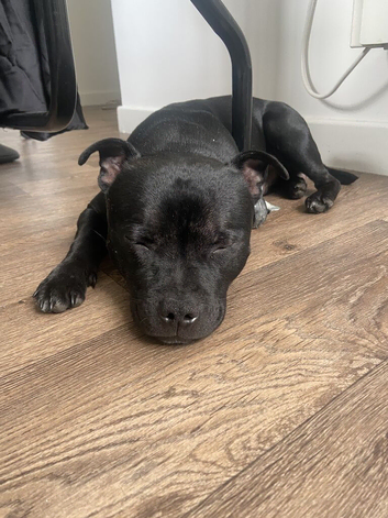 Mini Black staffy