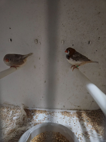 Young pairs