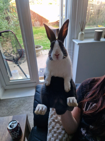 Dutch rabbit male