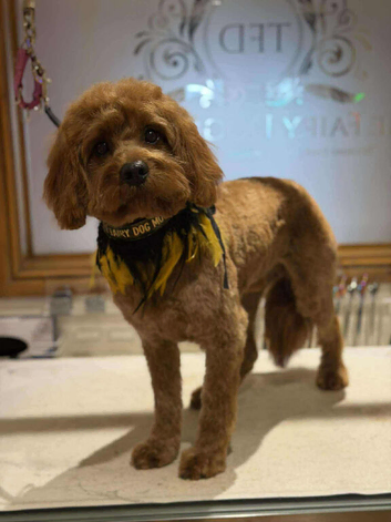 Cavapoo stud dog