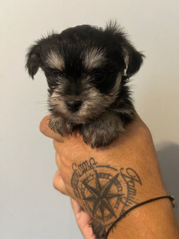 Morkie puppys