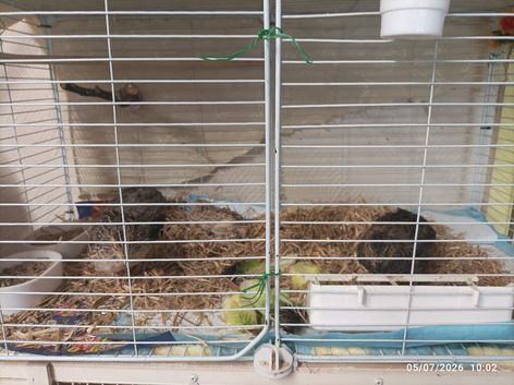Available - Beige tone male and 3 females in different colour tones 4 weeks old &pound;34 the group