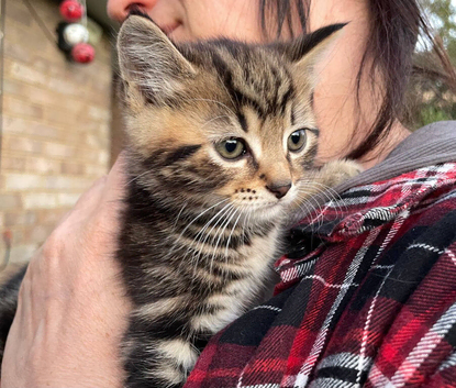 Two Female Kittens Looking for a New Home in Salisbury