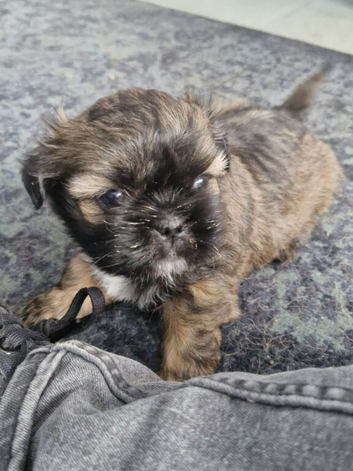 1 pugzu puppy