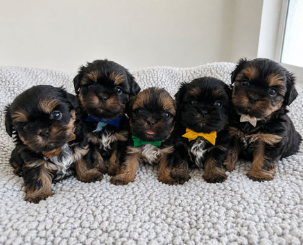 Stunning doby shih tzu puppies