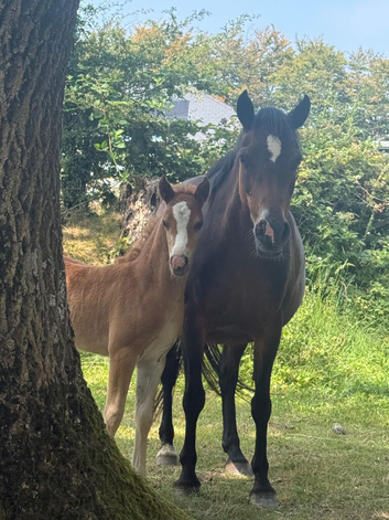 Stunning little section B colt foal