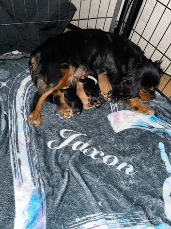 KC registered Cavalier King Charles