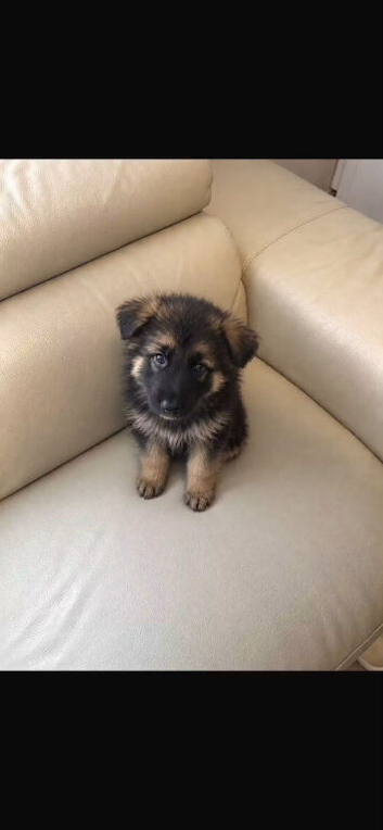 German shepherd puppy