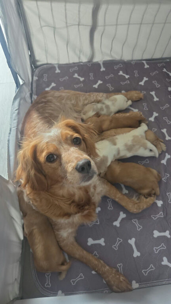 Cocker spaniel pups