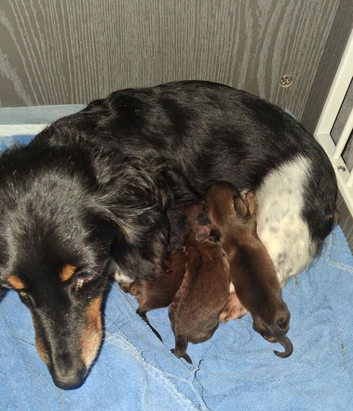 Longhaired Kaninchen dachshunds