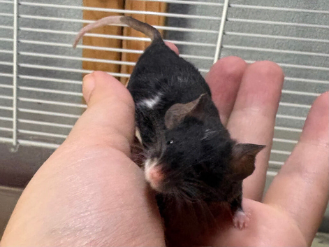 Friendly black & white male fancy mouse with large cage for sale