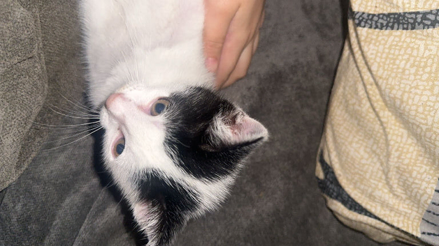 Male kitten