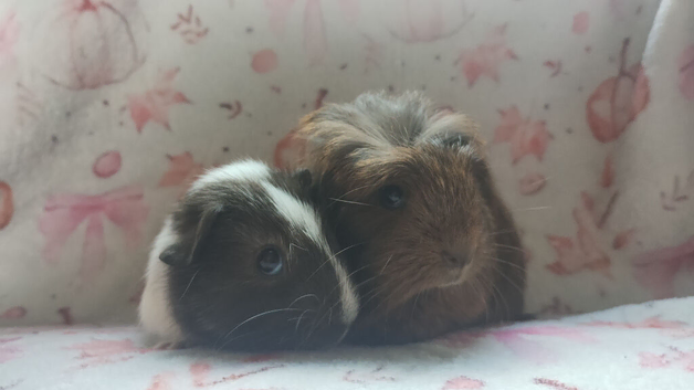 Beautiful pair of girl sows guinea pigs