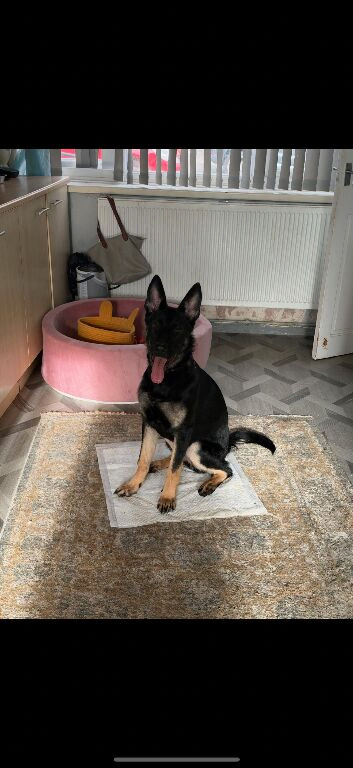 Working line 6 month old GSD (female)