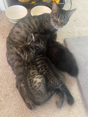 2 female kittens ready to go today