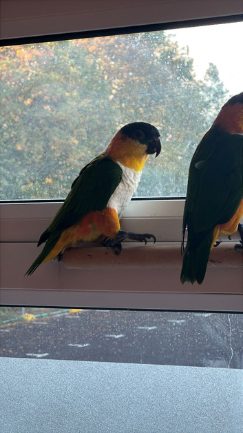 female Caique for sale