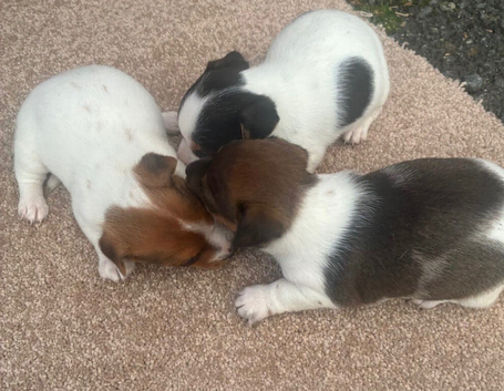 Jack russel pupppies