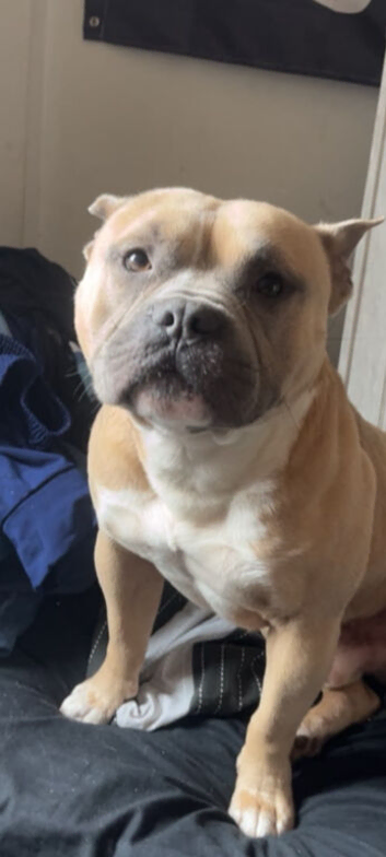 Pocket bully male