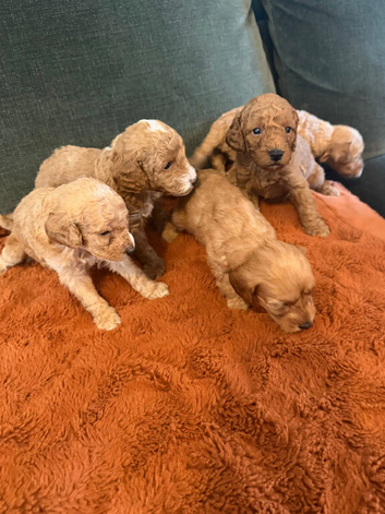 Stunning F1B Cockerpoos