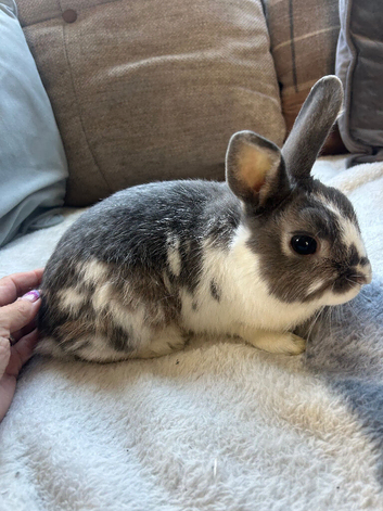 Beautiful male Netherland dwarf x mini lop boy - 2 years old